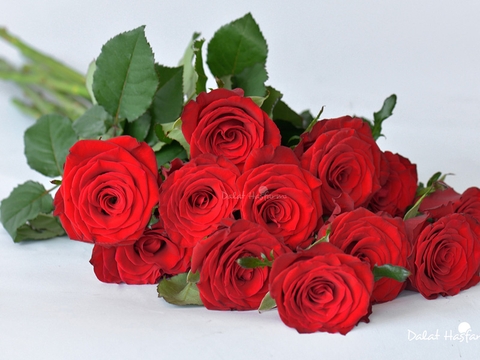 Tặng hoa sinh nhật theo cung hoàng đạo